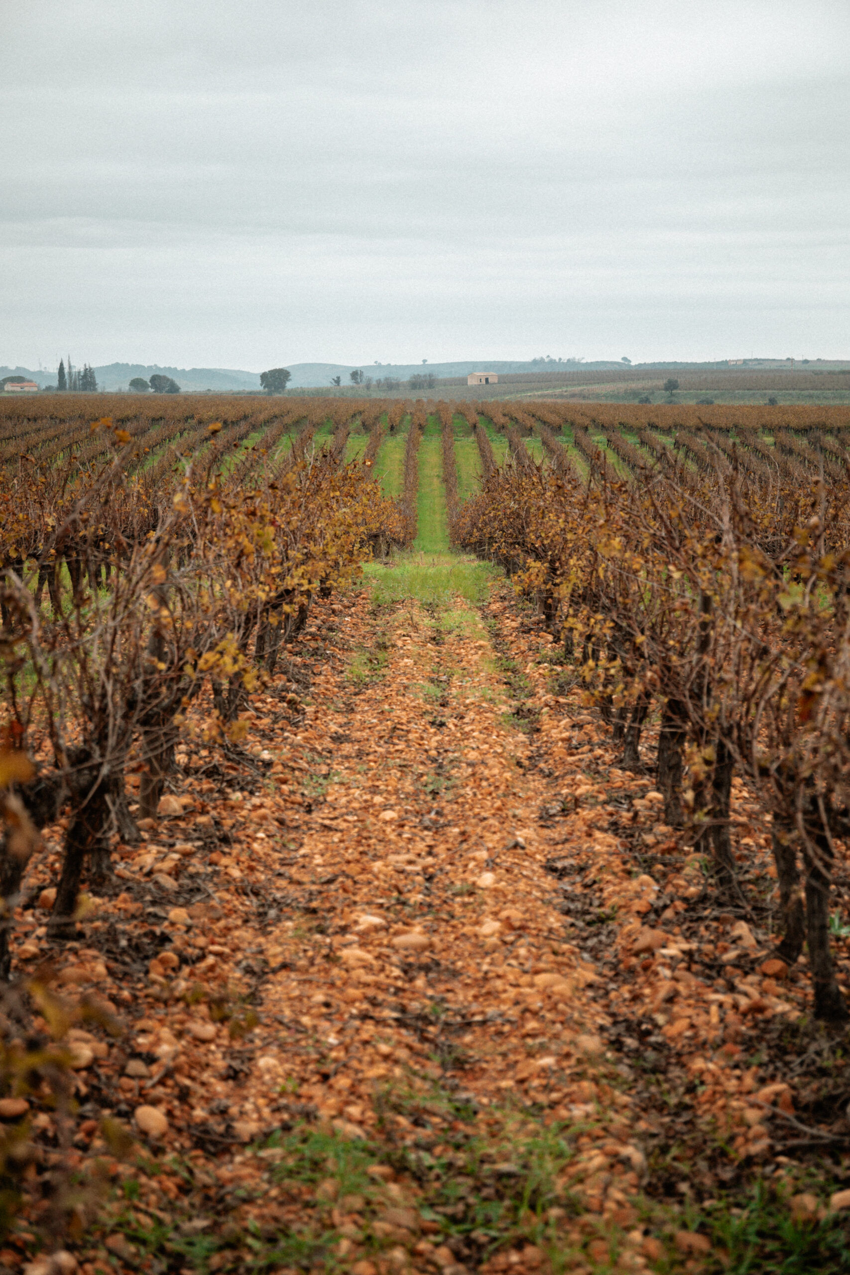Chateau Vessiere - Noel 2024 - @bellin.megane-147