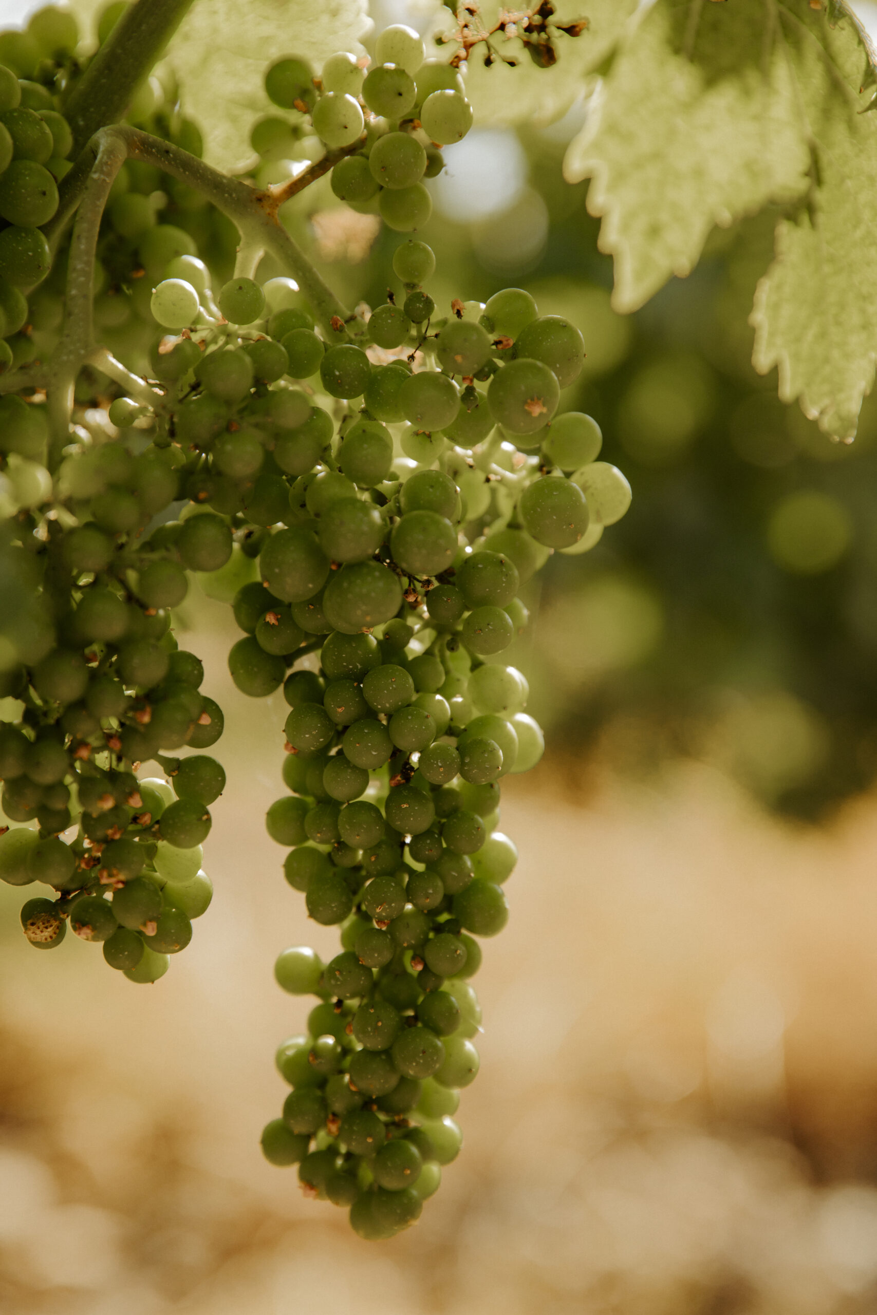 Chateau Vessiere - spring 2024 - @bellin.megane @pelut.charlene-80