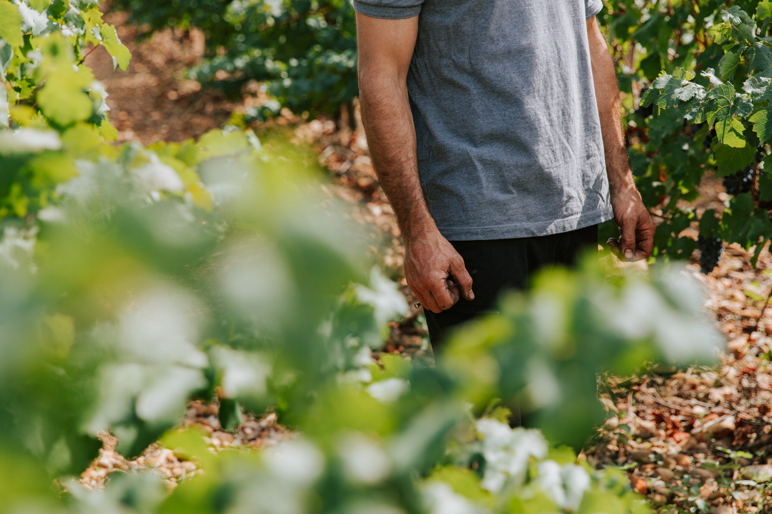 Vignes et terre bios