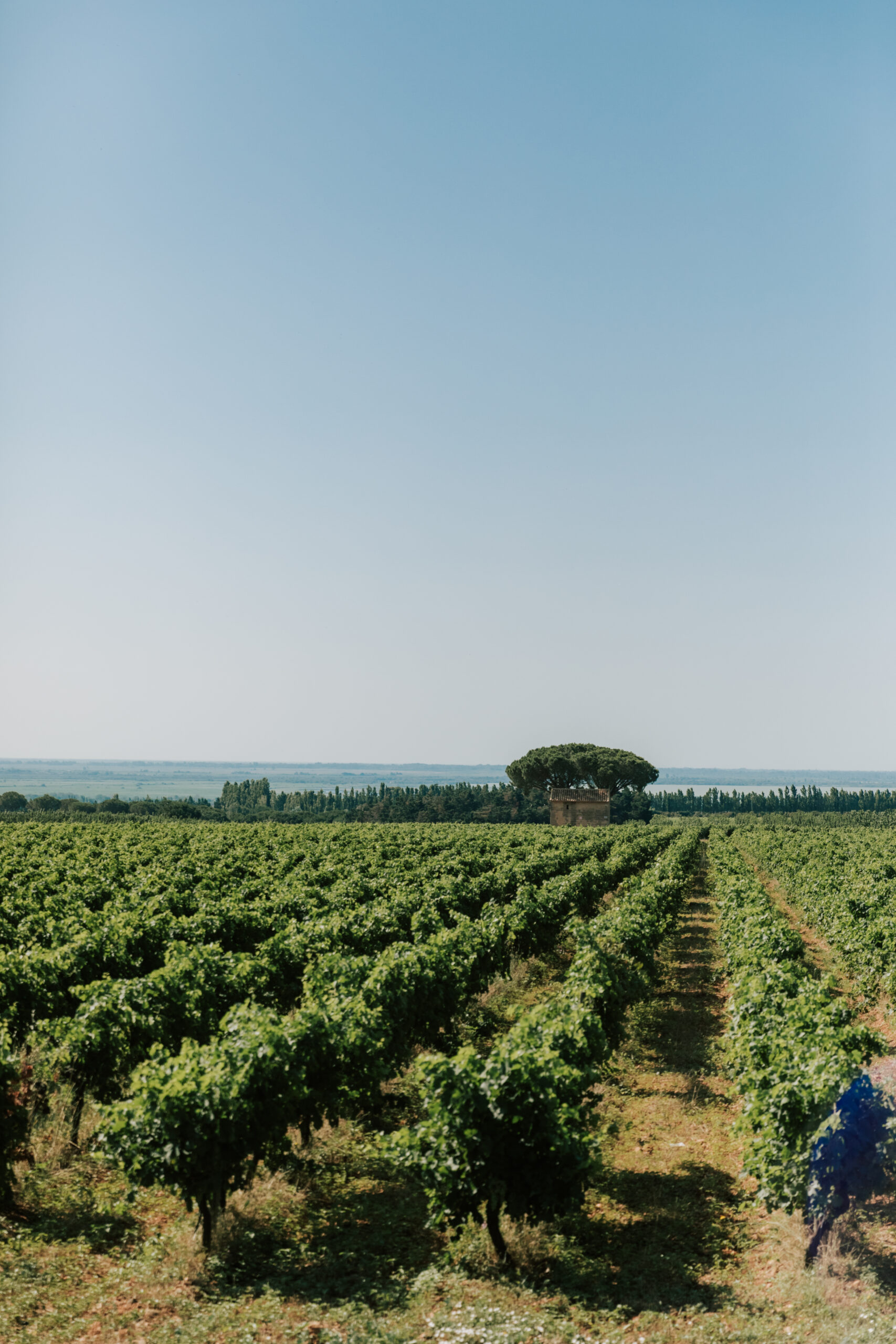 Domaine viticole bio