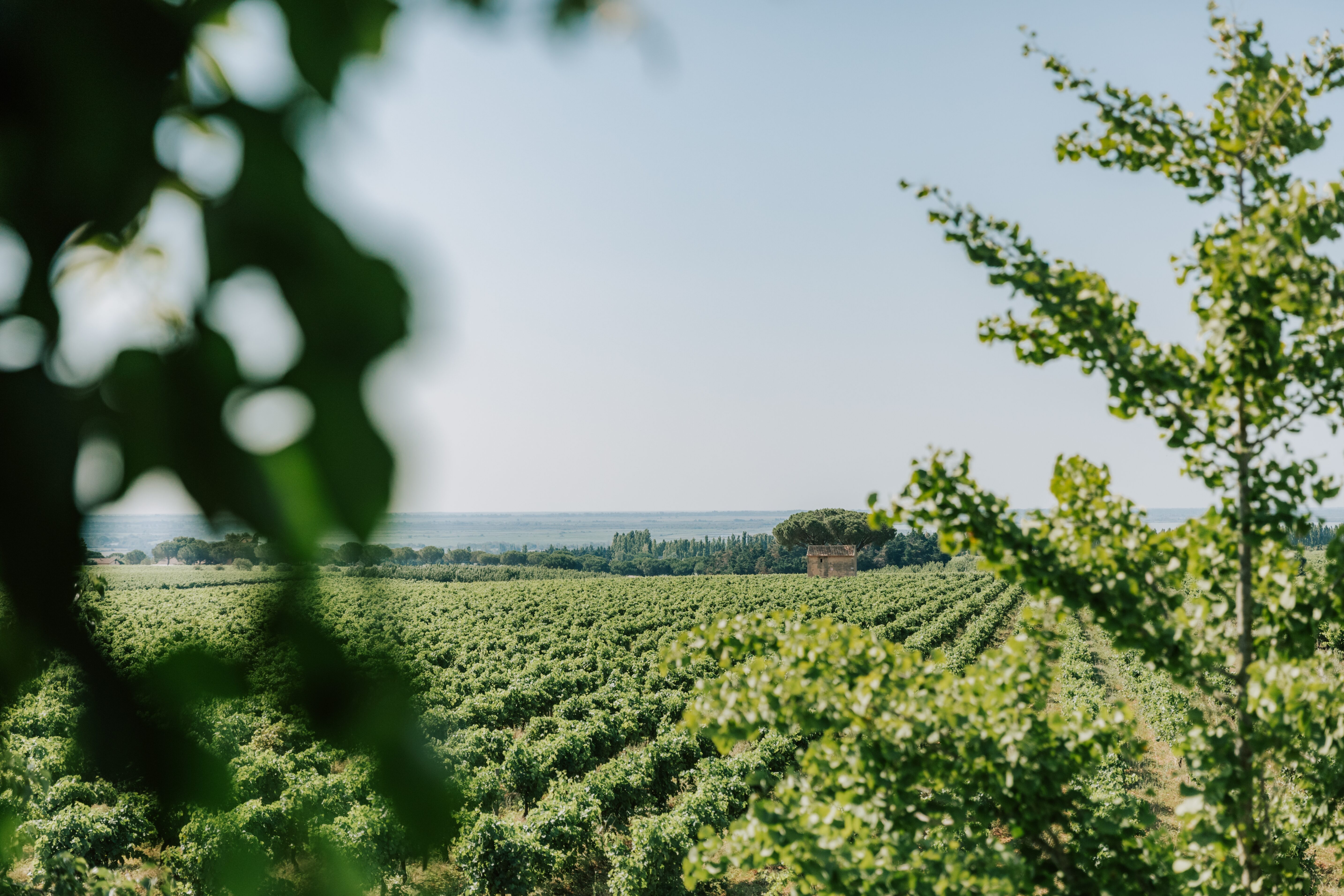 Le Bio dans le monde du vin