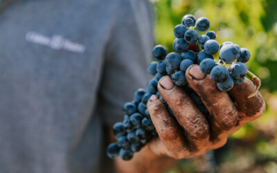Syrah et Roussanne : Deux cépages emblématiques de la Vallée du Rhône
