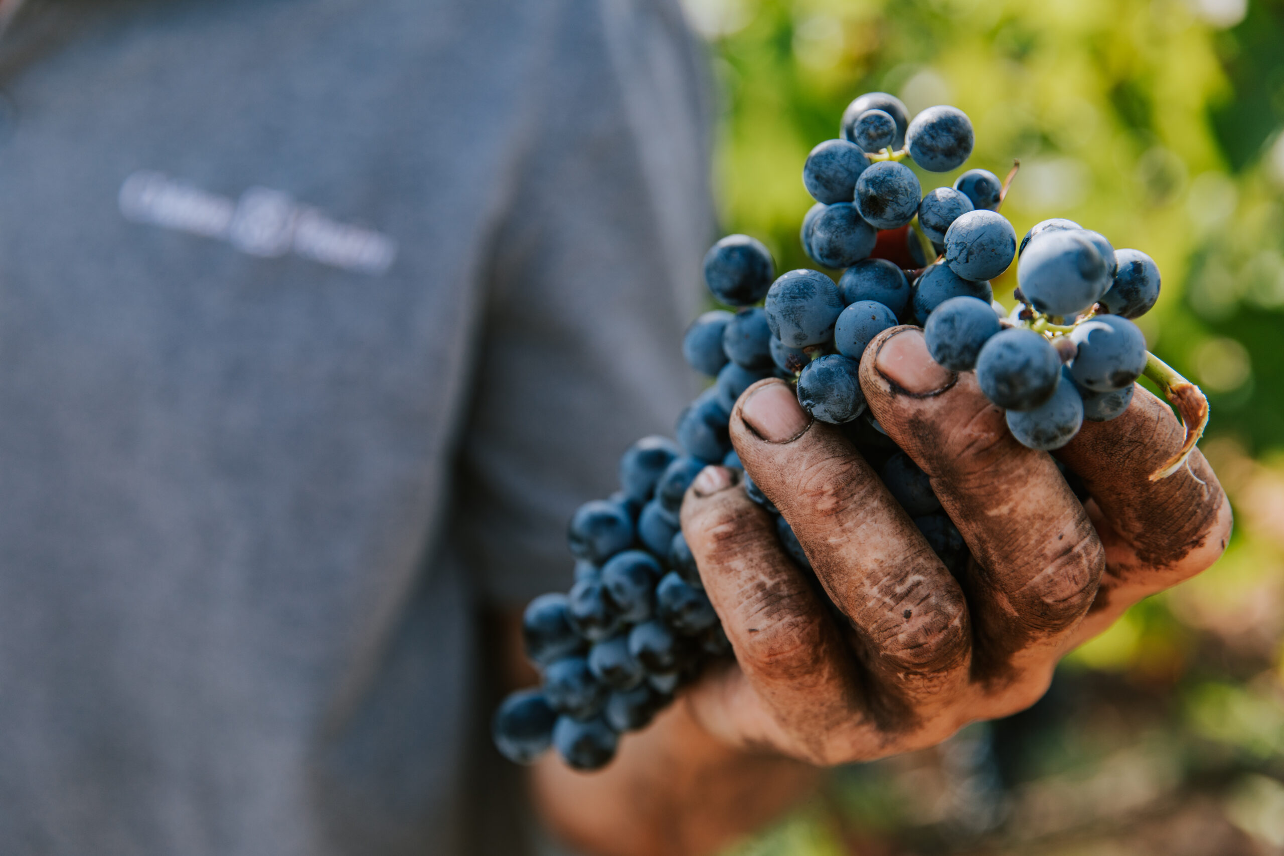 Cépage Syrah Emblématique Vallée du Rhône Cépage Syrah Emblématique Vallée du Rhône