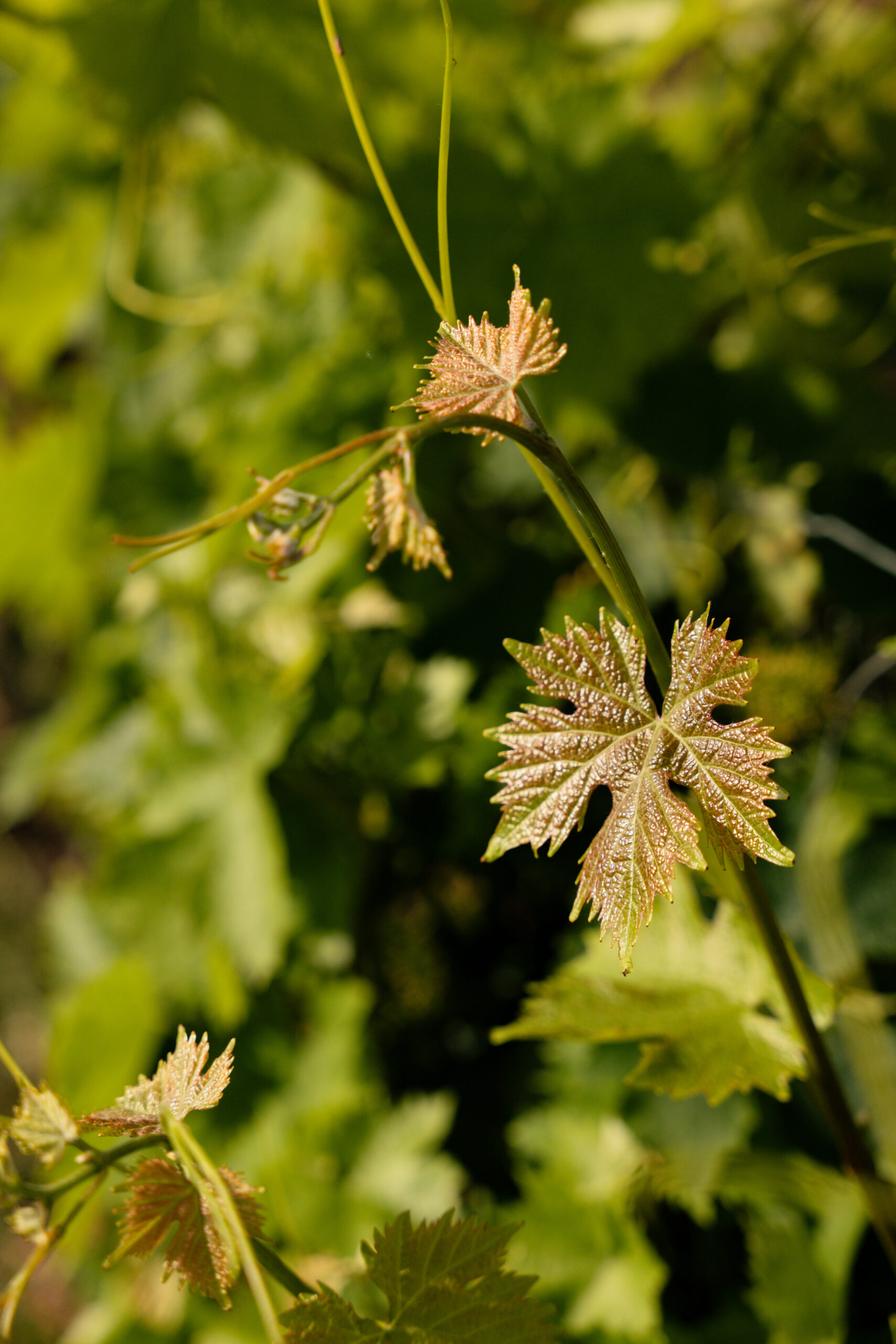Feuille vignes bio