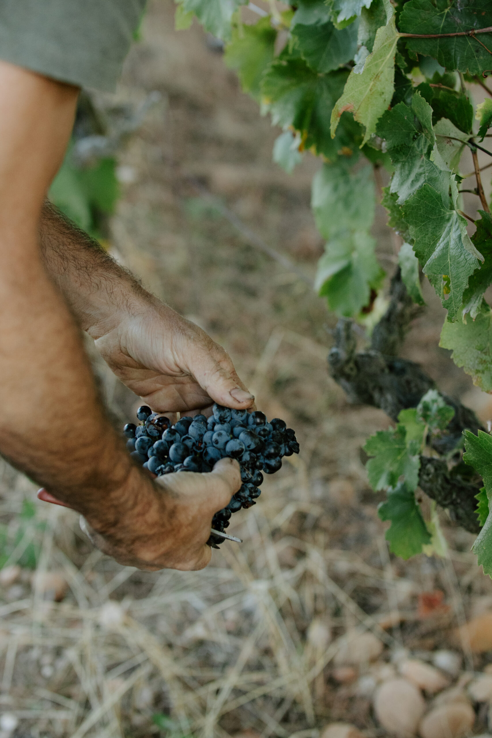Syrah Rouge Bio