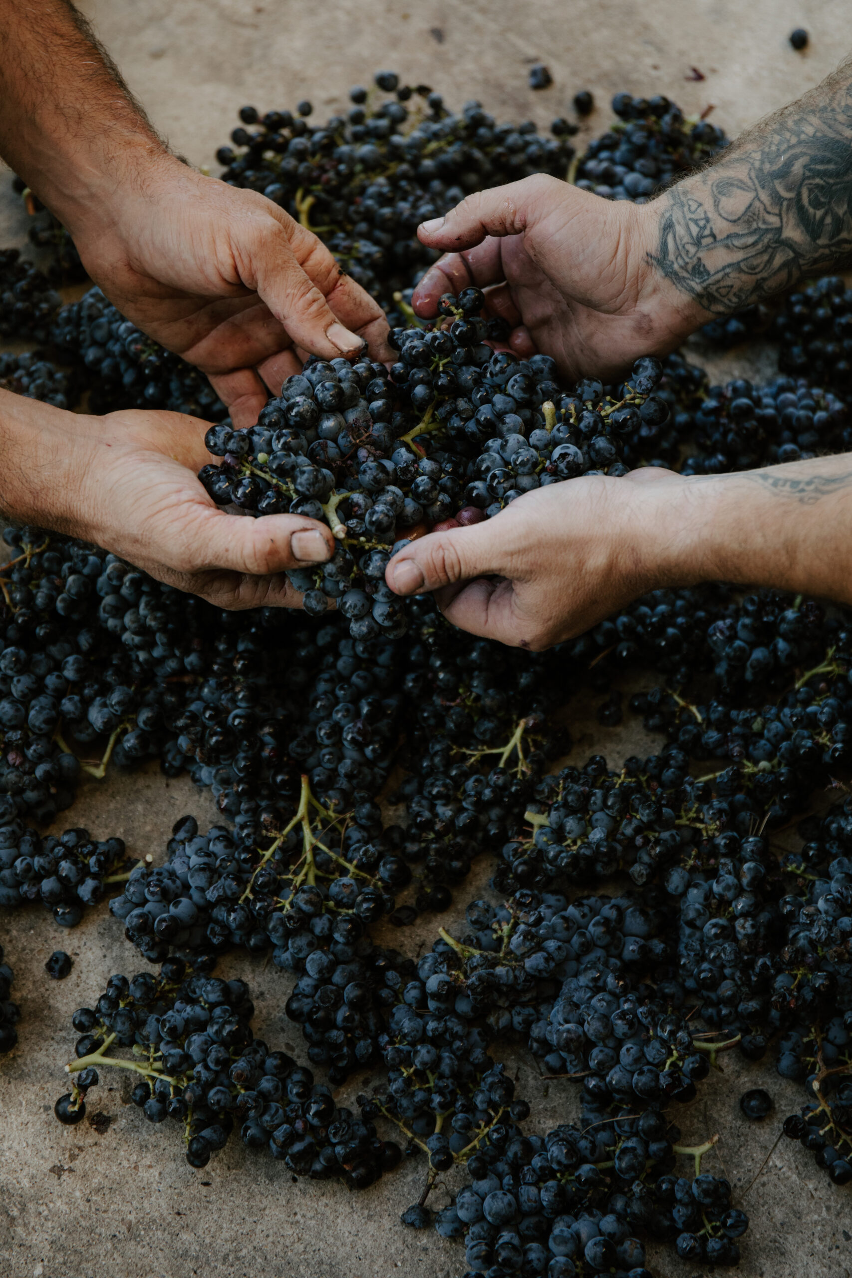 Raisins Syrah rouge